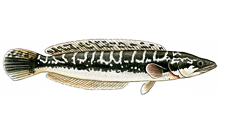Ikan Tauman