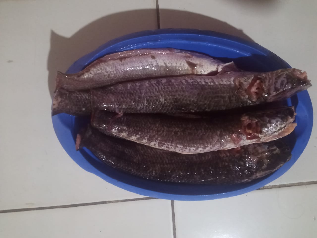 ikan gabus