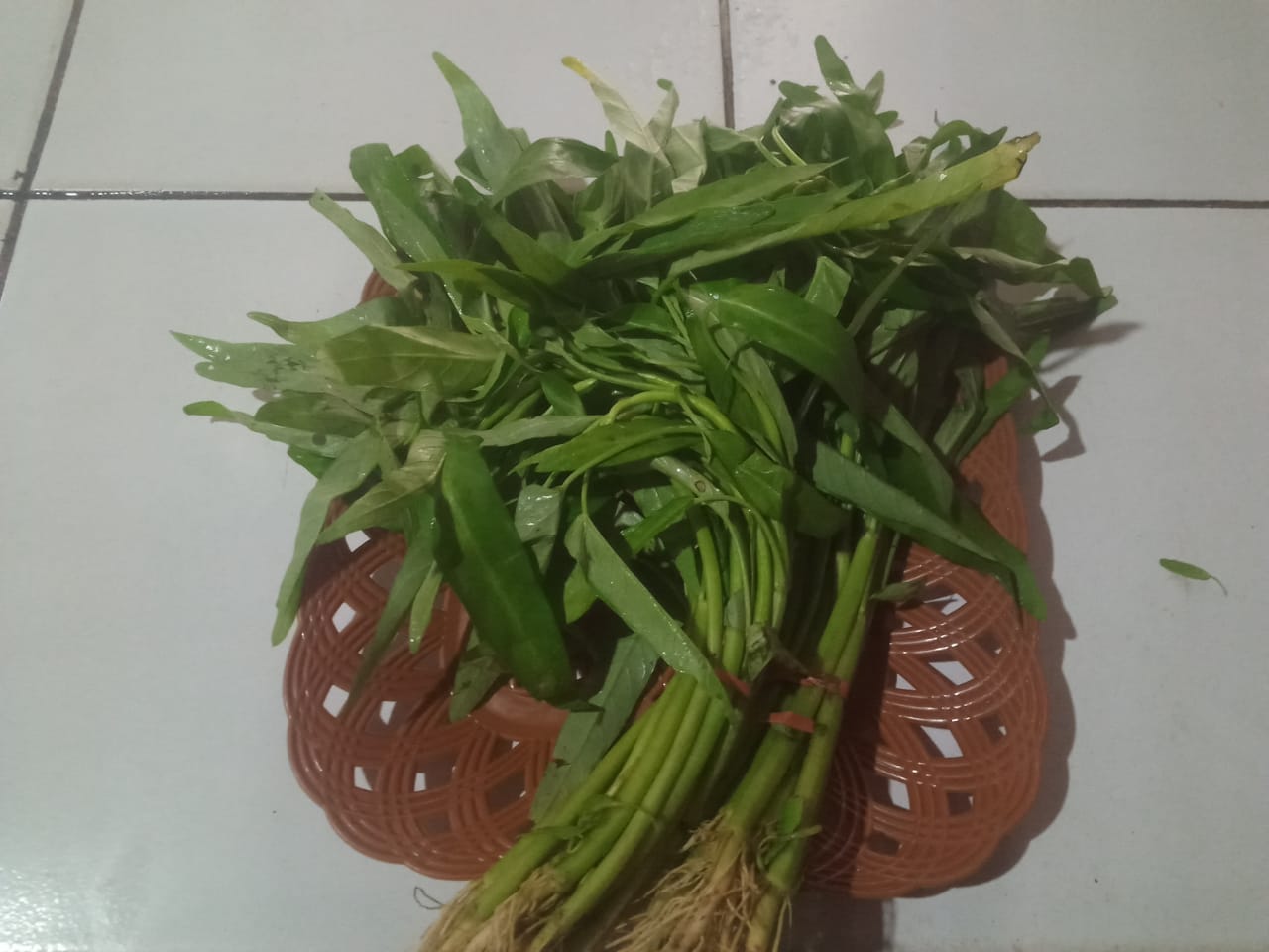 kangkung