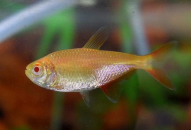 Ikan Bones Albino