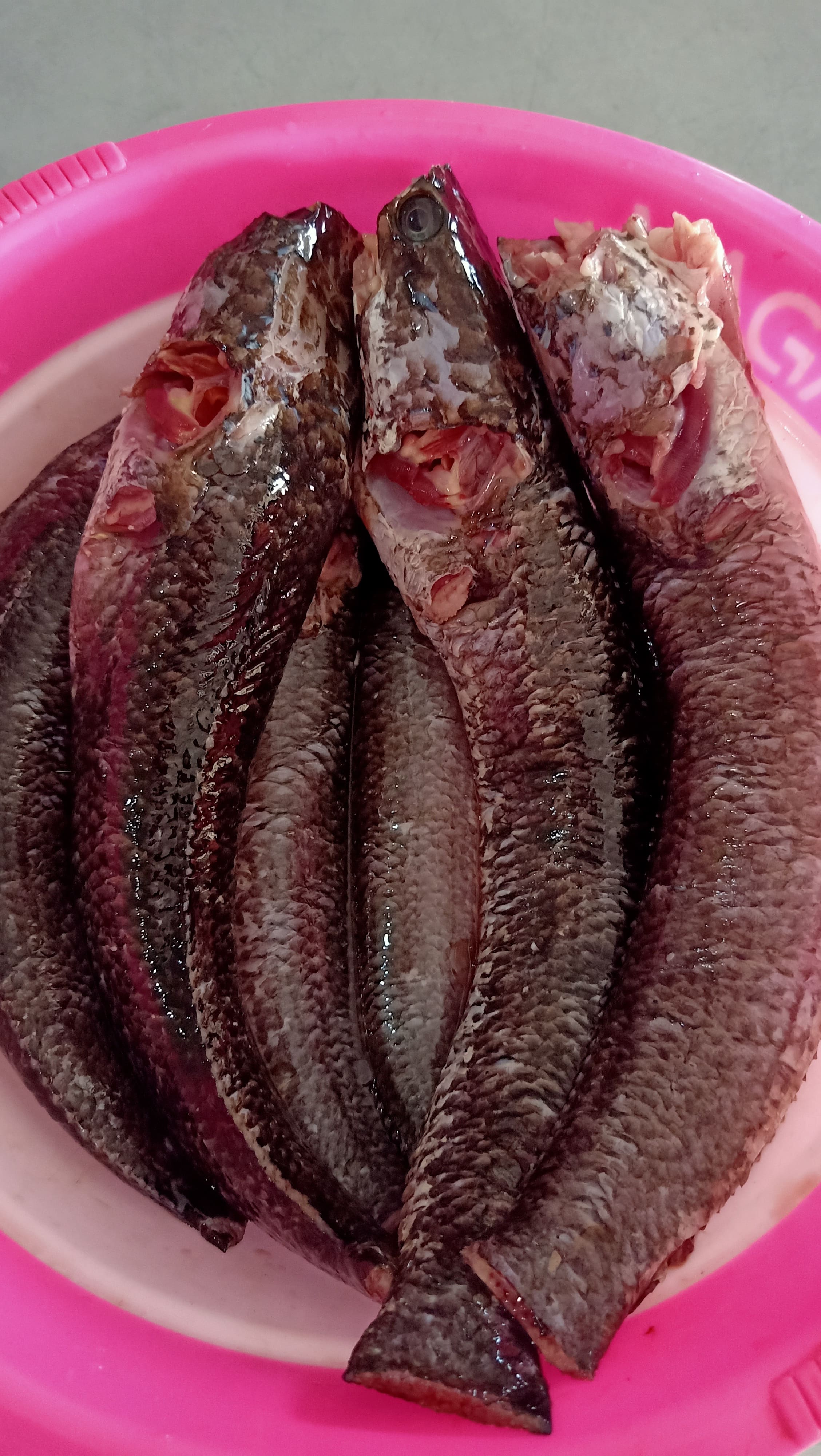 IKAN HARUAN