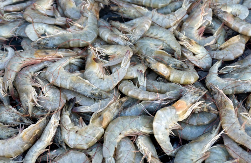 UDANG SEGAR