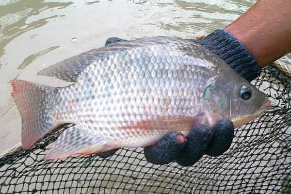 IKAN NILA SEGAR