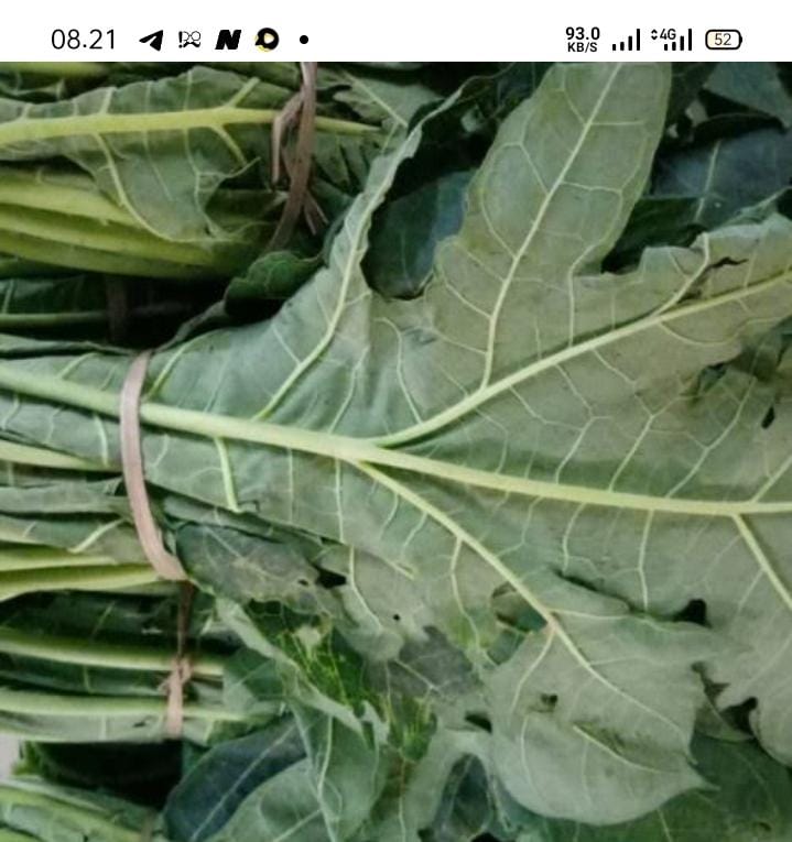 Daun pepaya