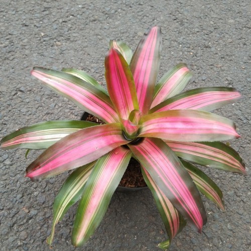 Bunga Bromelia Hijau dan tri color