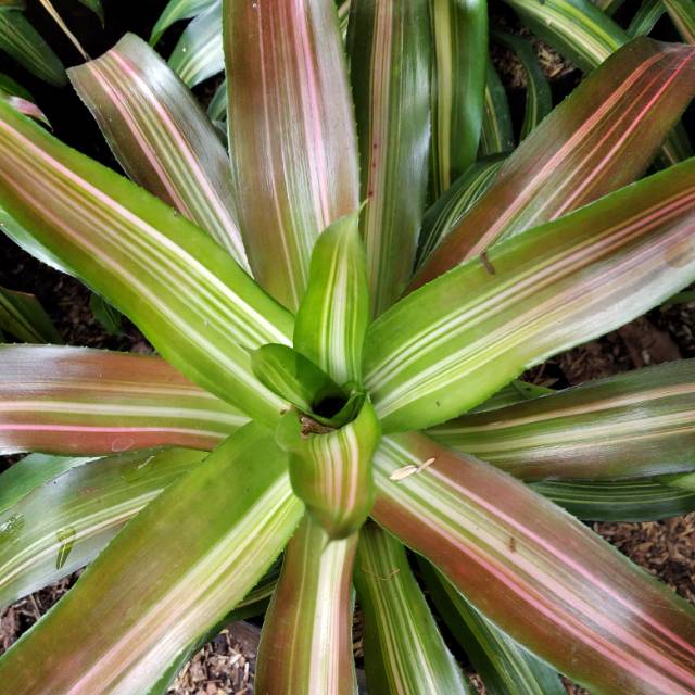 Bunga Bromelia Hijau dan tri color