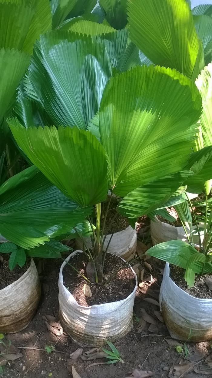Palm Kol