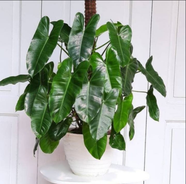 Philodendron burke marxii