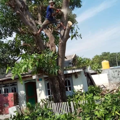 Pangkas Pohon Sedang