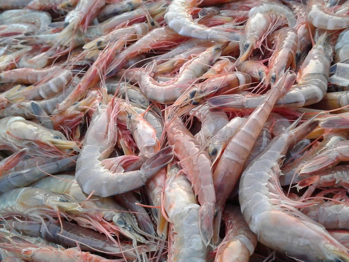 UDANG LAUT SEGAR