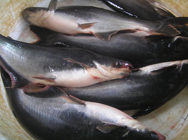 IKAN PATIN