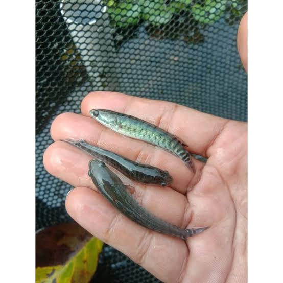 Bibit ikan haruan 5-8 cm