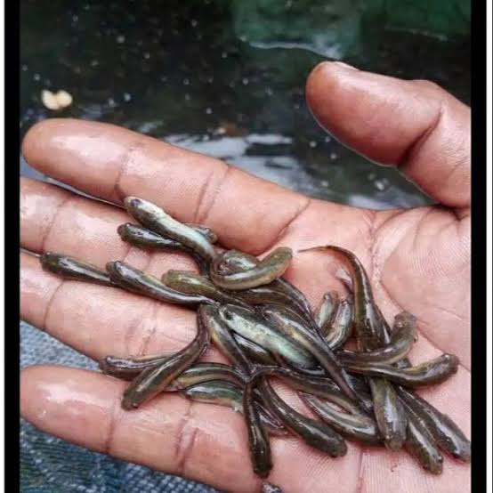 Bibit ikan haruan 5-8 cm