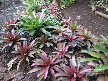 Bromelia