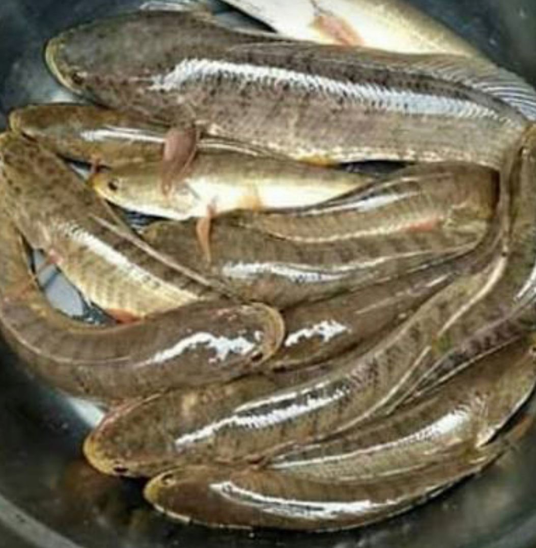 Ikan gabus