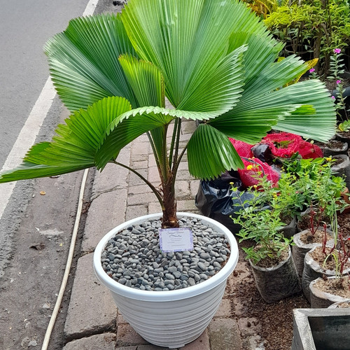 Palm Kipas + Pot