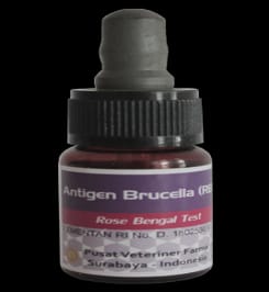 antigen brucella