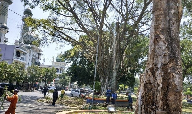 Pangkas Pohon Ekstrim