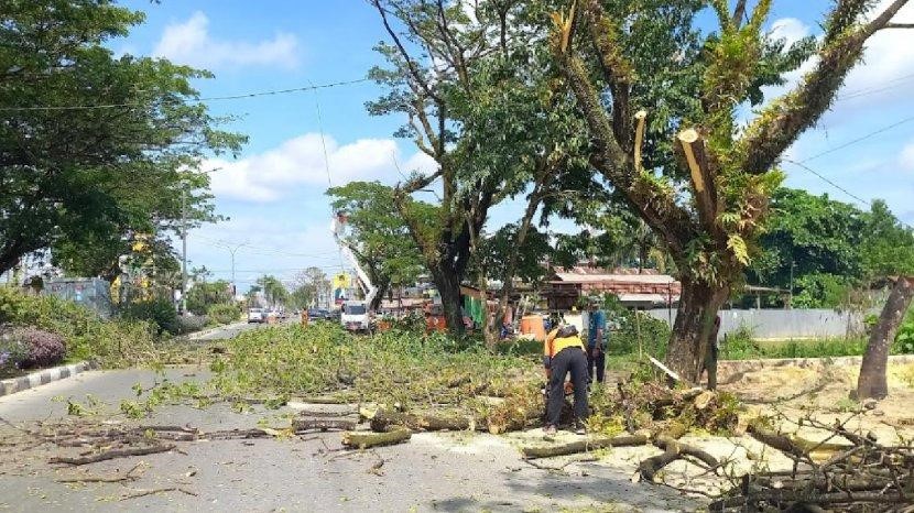 Pangkas Pohon Ektra Besar