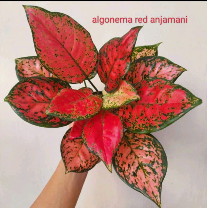 Algonema Red Anjamani