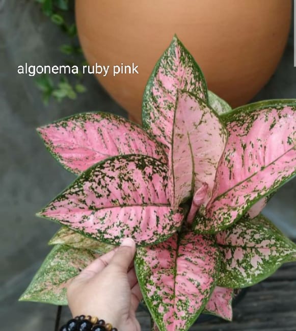 Algonema Ruby pink