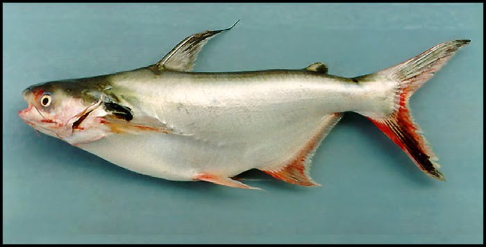 Ikan Patin 1 kg