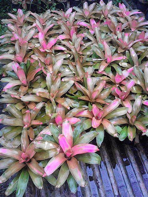 bibit bromelia pink