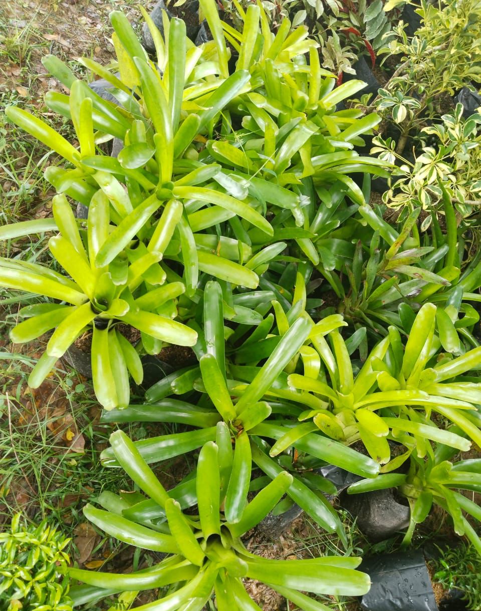 bibit bromelia