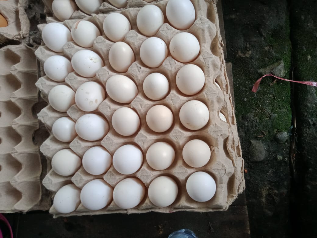 Telur ayam kampung
