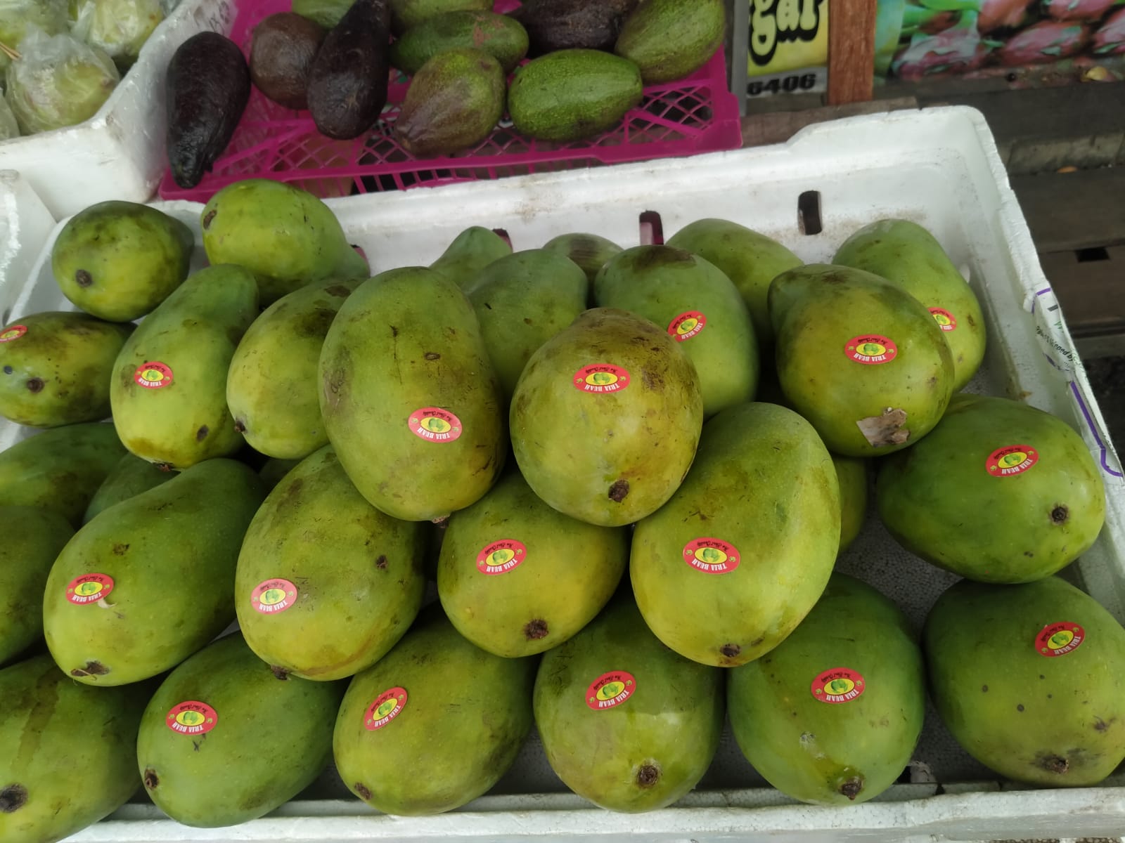 Mangga