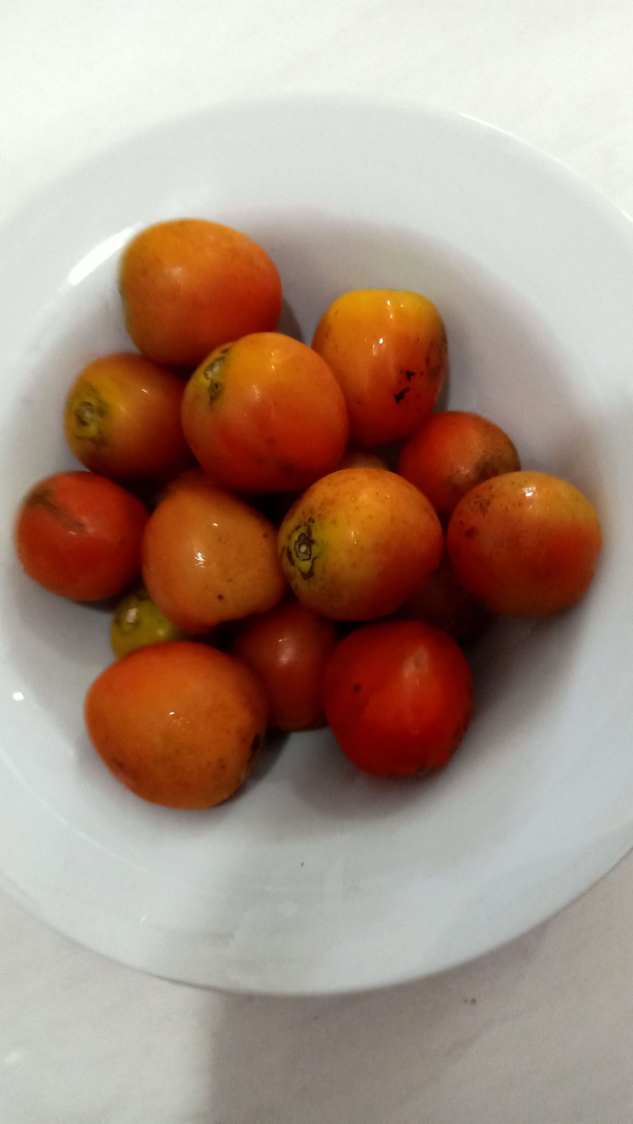 Tomat buah