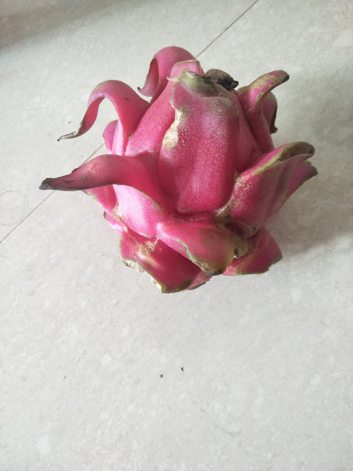 buah naga