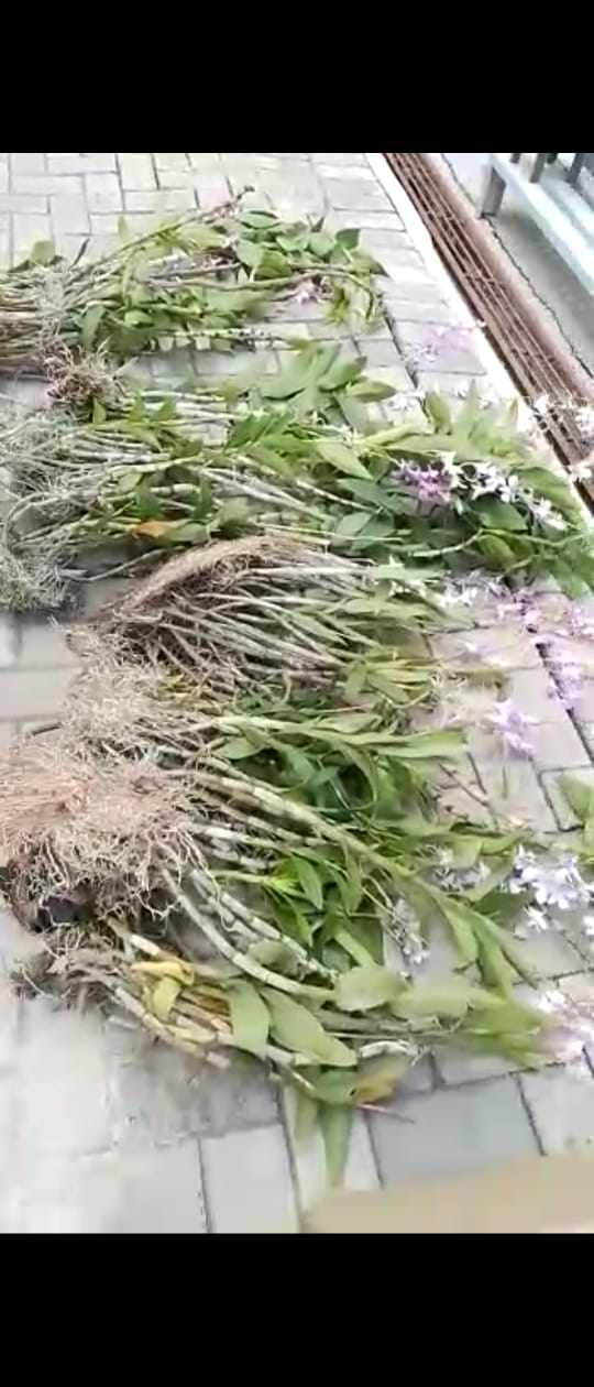 paket anggrek hibrid