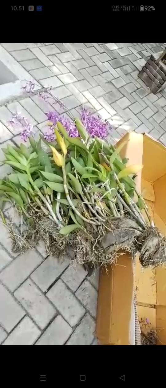 paket anggrek hibrid