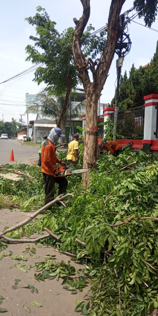 Pangkas Pohon Besar