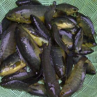 IKAN PAPUYU