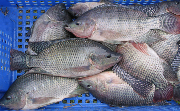 IKAN NILA