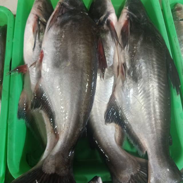 IKAN PATIN