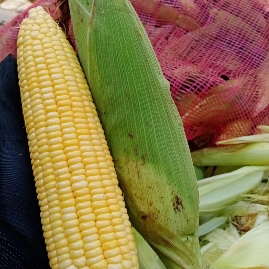 JAGUNG