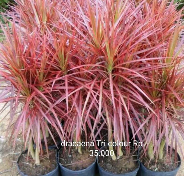 Dracaena tri colour