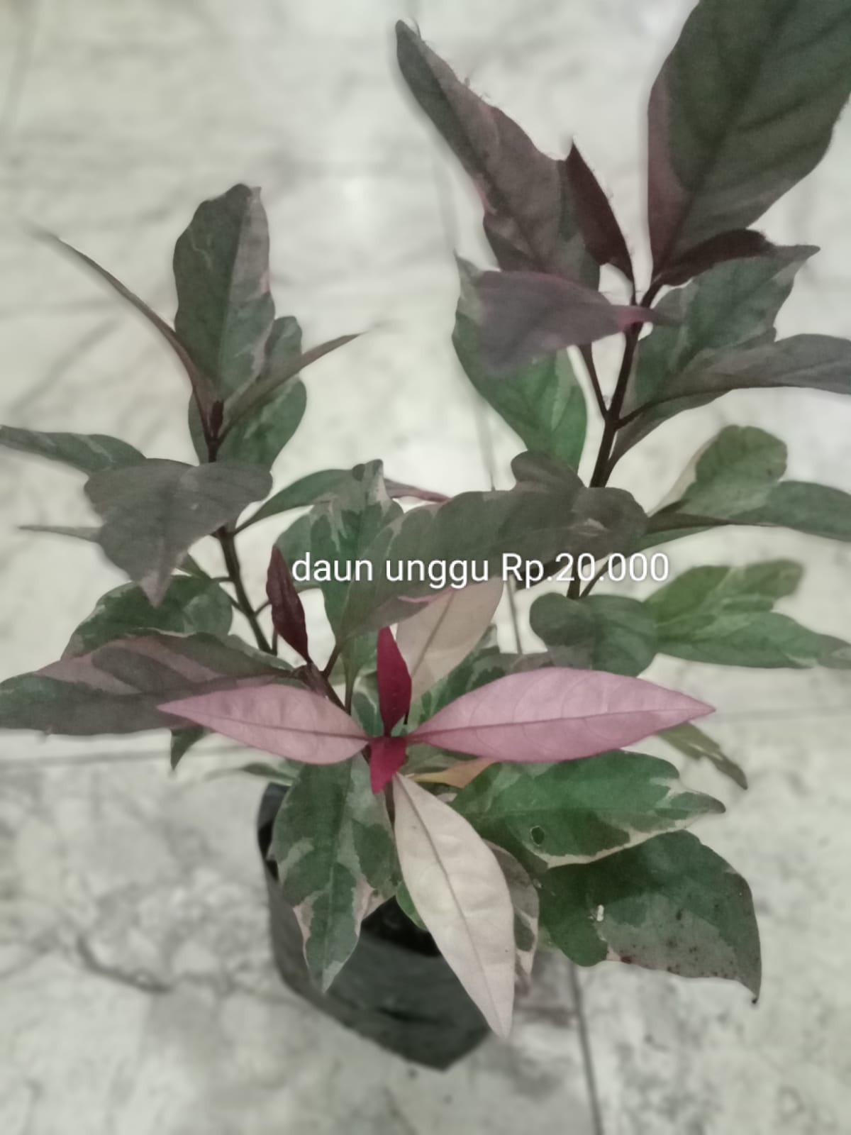 Daun Ungu