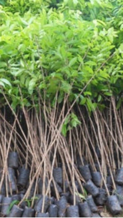 Bibit Angsana