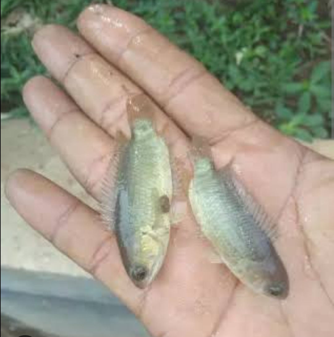 Bibit ikan papuyu