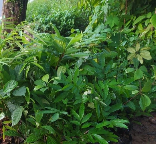 bibit Silulung bujit ( Baccaurea parviflora)