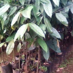 bibit Silulung bujit ( Baccaurea parviflora)