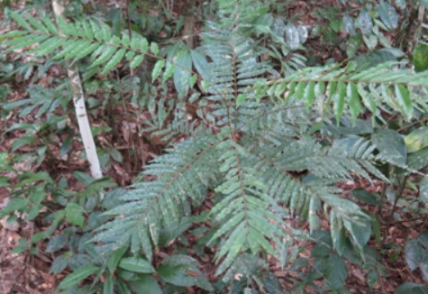 Bibit Pohon Raying ( Nephelium uncinatum)