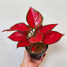 Aglonema Merah