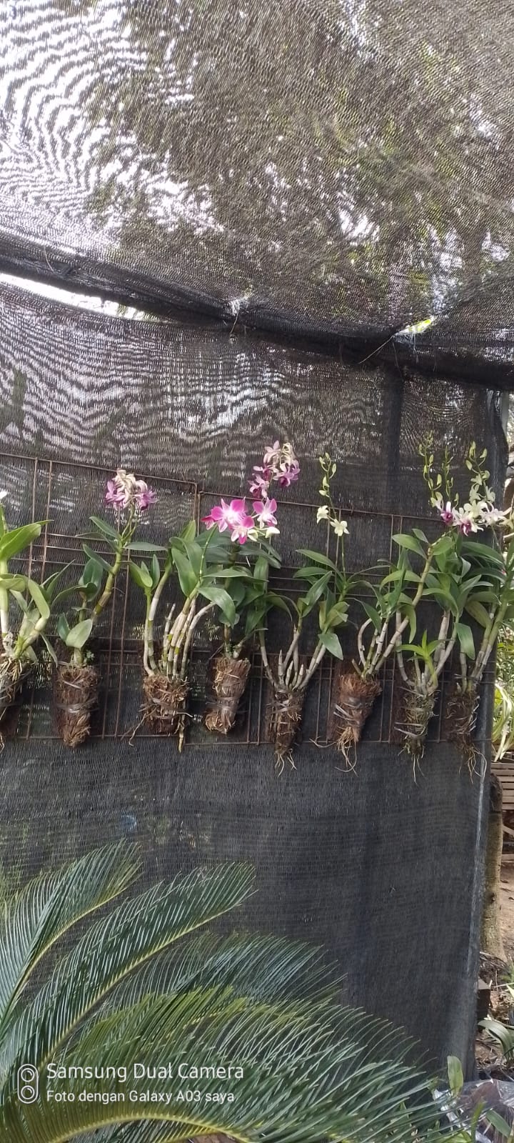 aneka jenis anggrek Hybride dendrobium remaja 