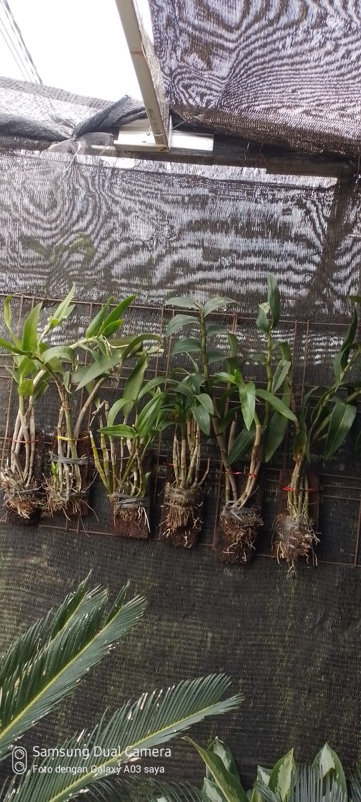 aneka jenis anggrek dendrobium dewasa 