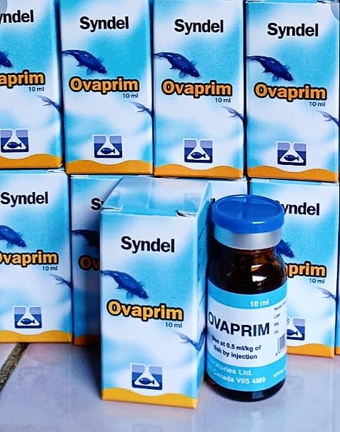 Obat Perangsang Pembenihan Ikan 